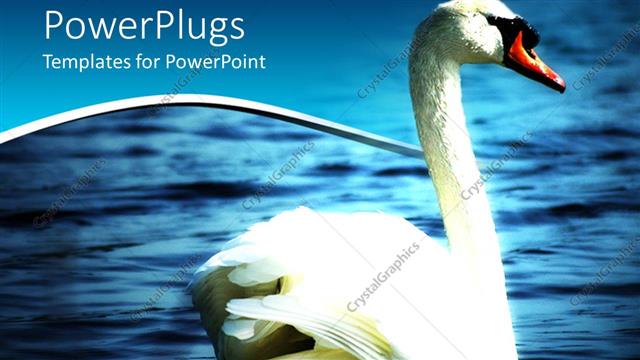  Presentation with elegant - An elegant white colored swan on a blue sea