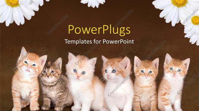  Presentation with kitten - Family of six cute kittens over red background?
