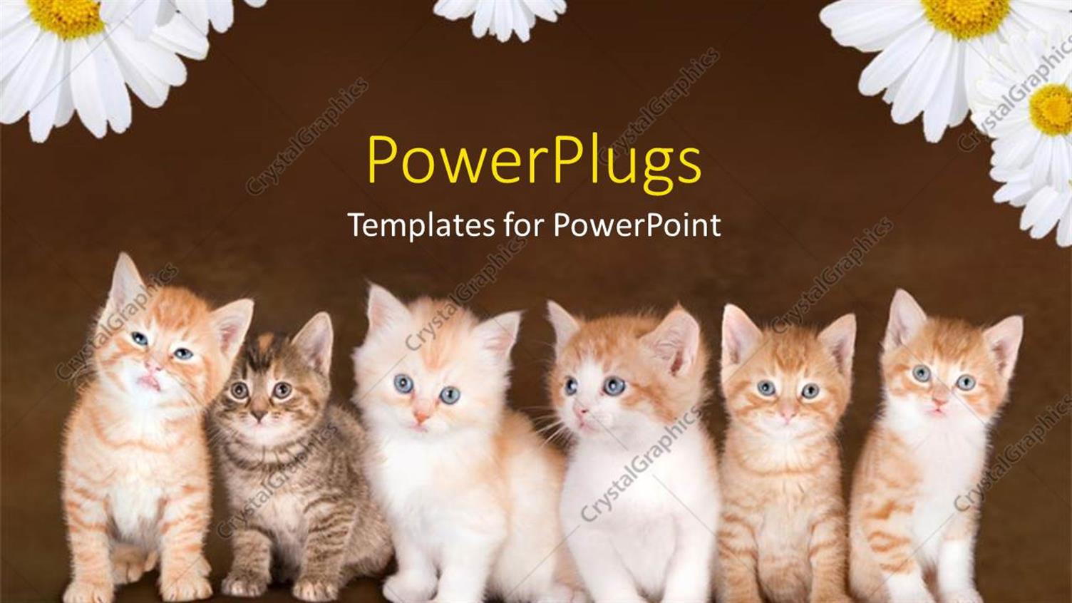 Premium Template for PowerPoint & Google Slides 