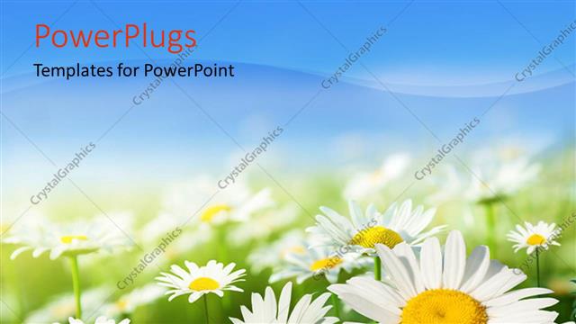  Presentation with daisy - Field of daisies with clear blue sky