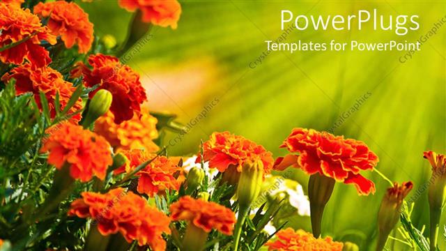  Presentation with orange colored - Field with fresh orange,white and green colored flowers