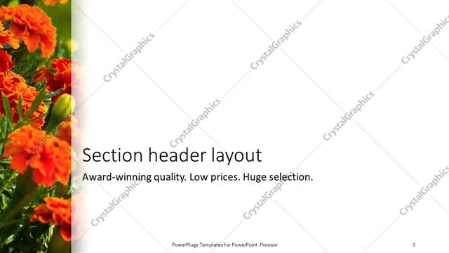 Section Header presentation slide layout