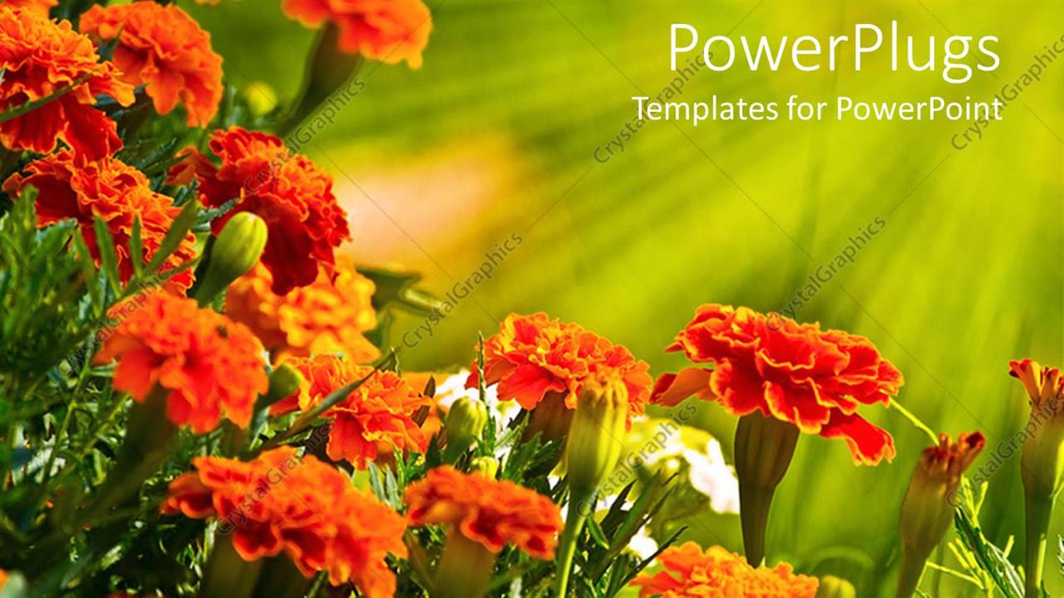 Premium Template for PowerPoint & Google Slides 