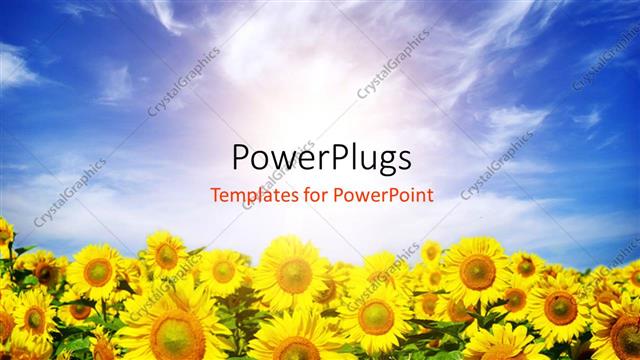  Presentation with sunflower - A field of sunflowers with sky in the background