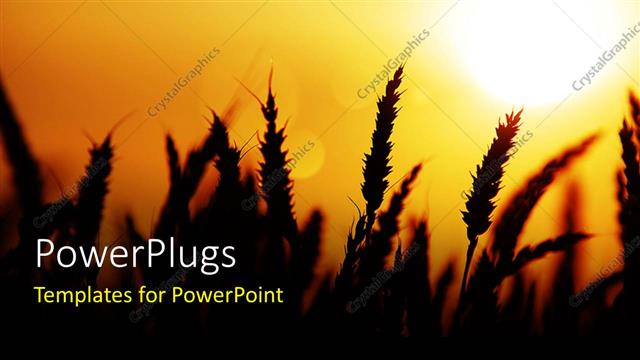  Presentation with field - A lovely sunset view of a wheat field