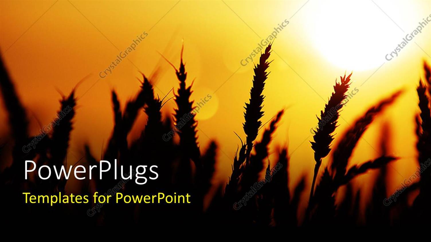 Premium Template for PowerPoint & Google Slides 