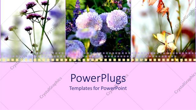  Presentation with film strip - Film strip of different flowers over light pink surface