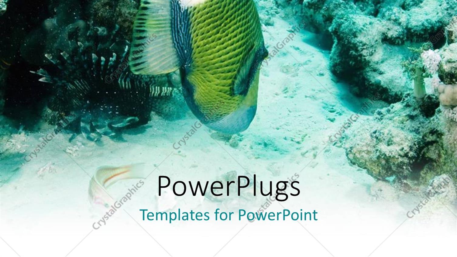 Premium Template for PowerPoint & Google Slides 