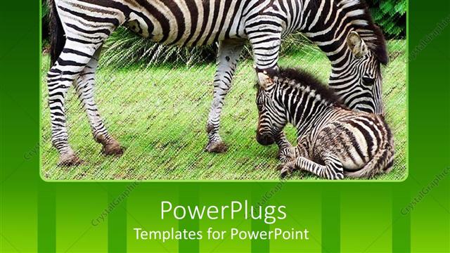  Presentation with points - Five bullet points with two zebras in  the background