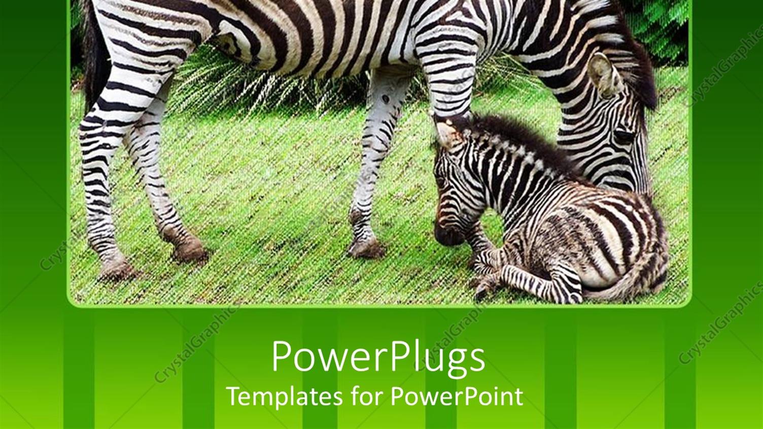 Premium Template for PowerPoint & Google Slides 