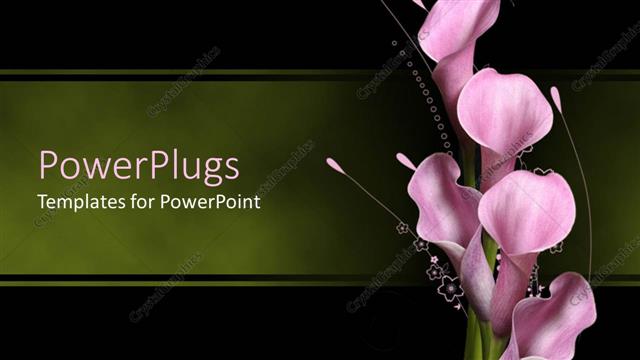  Presentation with floral - Five opened lilac pink callas over delicate floral pattern on green and black background