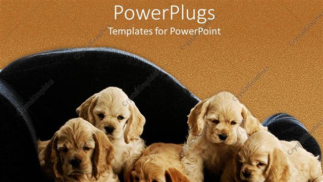  Presentation with dogs - Five puppies little dogs sitting on a square pattern mattress black couch