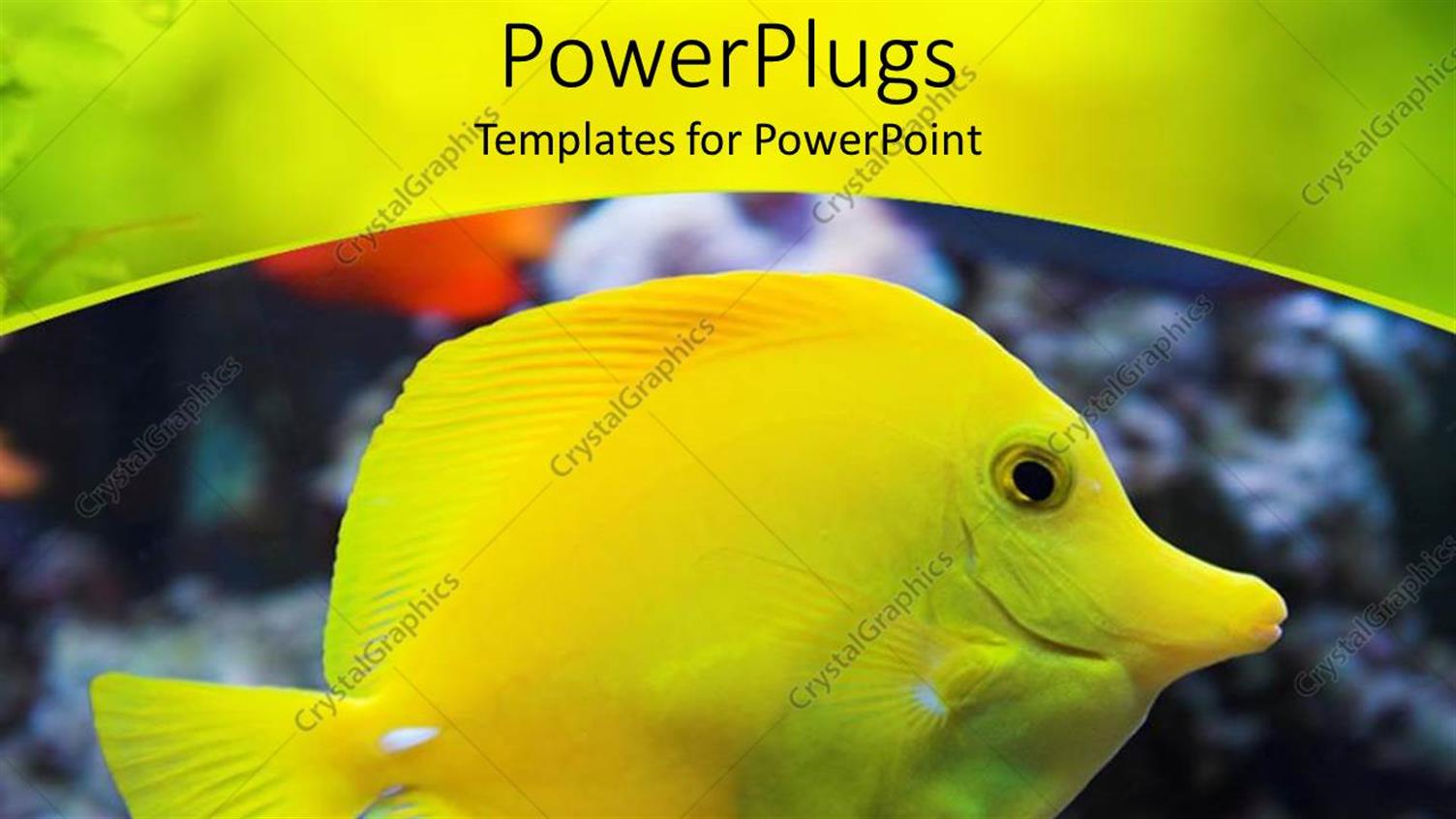 Premium Template for PowerPoint & Google Slides 