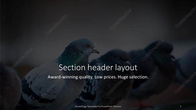 Section Header presentation slide layout