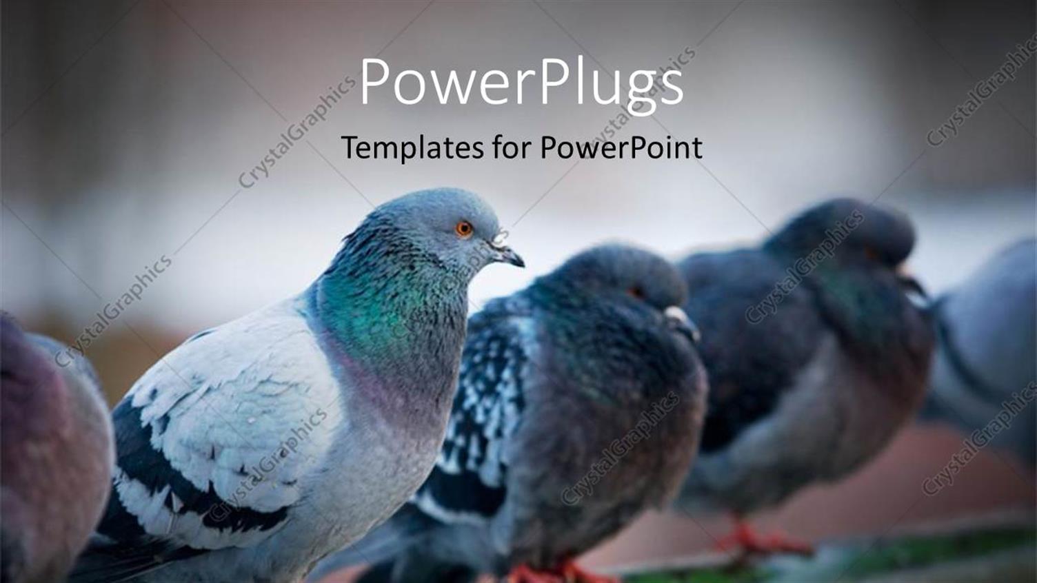 Premium Template for PowerPoint & Google Slides 
