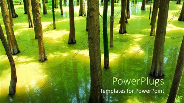  Presentation with green shadow - Flooded forest with green trees with trees shadow in water