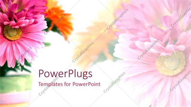  Presentation with floral - Floral theme showing bouquet of pink and orange carnations on white background
