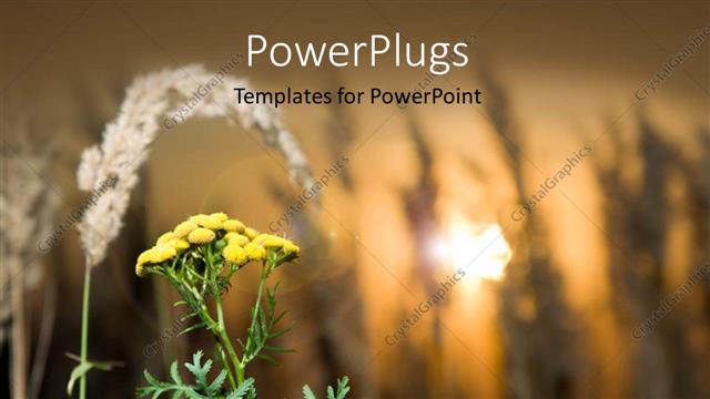  Presentation with crop - A flower with crop in the background