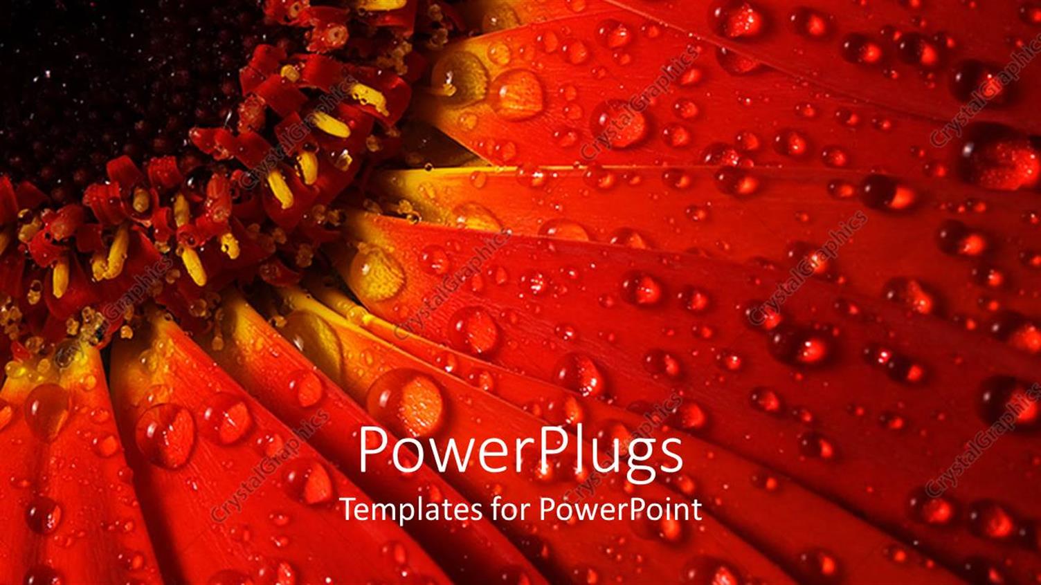 Featuring a Flower with Dew Drops and Place for Text