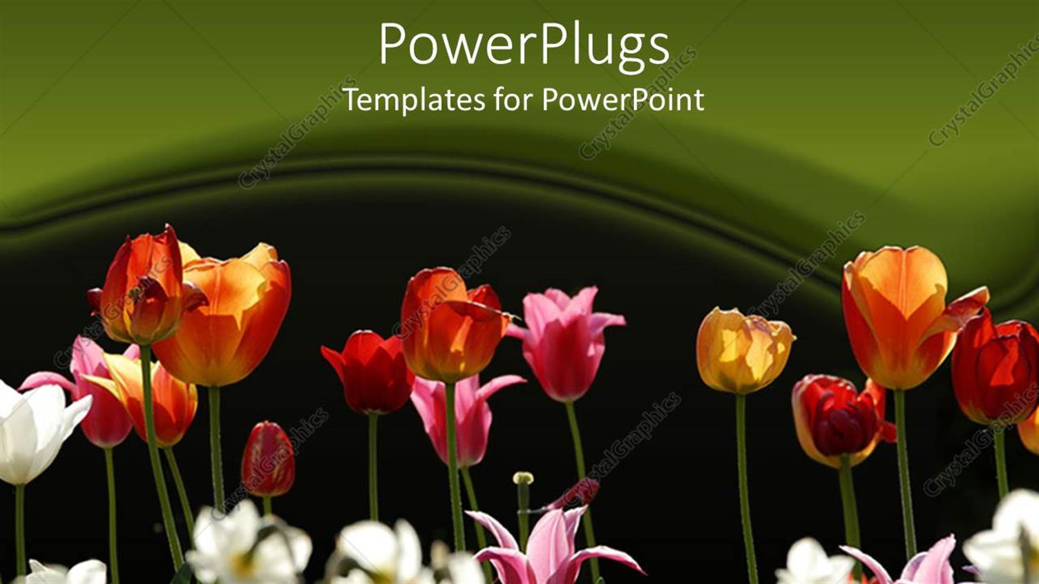 Premium Template for PowerPoint & Google Slides 