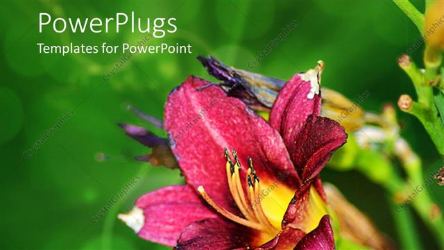 Presentation with lily flower - A flower with greenery in the background