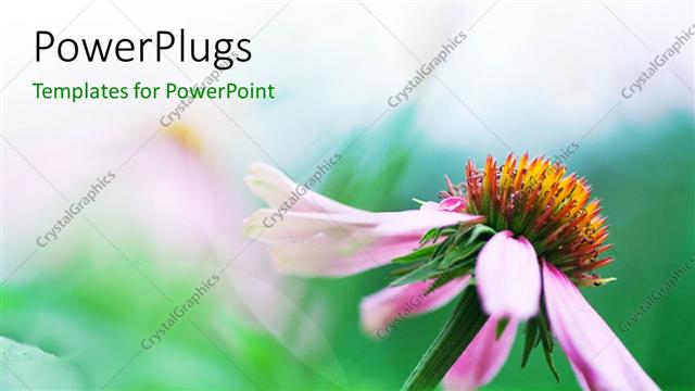  Presentation with flower - A flower with greenish background and place for text