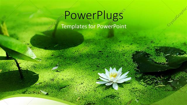  Presentation with nature river - A flower with leaves and sand at the bottom of a river