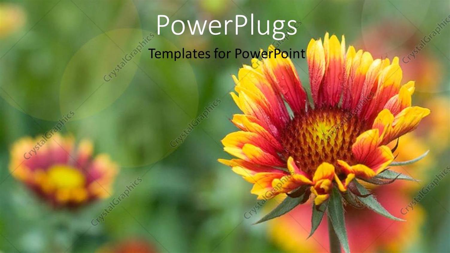 Premium Template for PowerPoint & Google Slides 