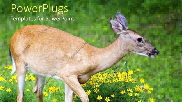  Presentation with flowery - Flowery garden with cute whitetail doe walking through