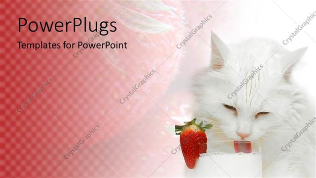  Presentation with drinking glass - Fluffy white cat drinking milk out of glass with strawberry