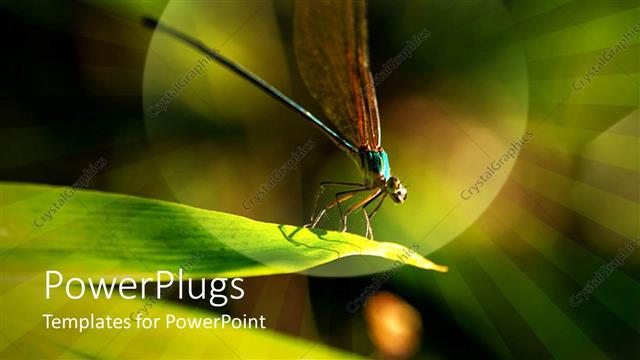  Presentation with fly - Fly with wings up close up on top of green leaf