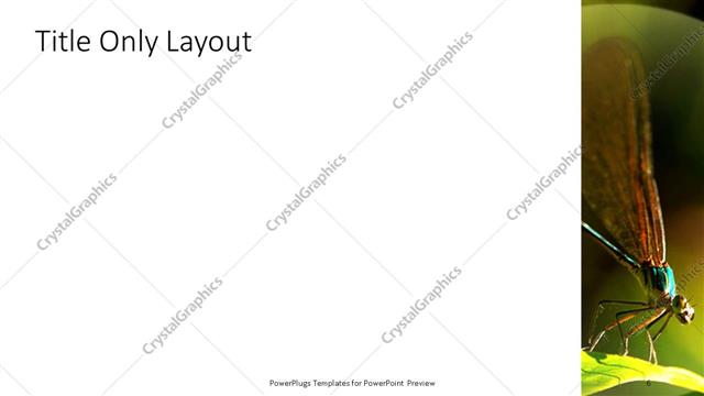 Title Only presentation slide layout