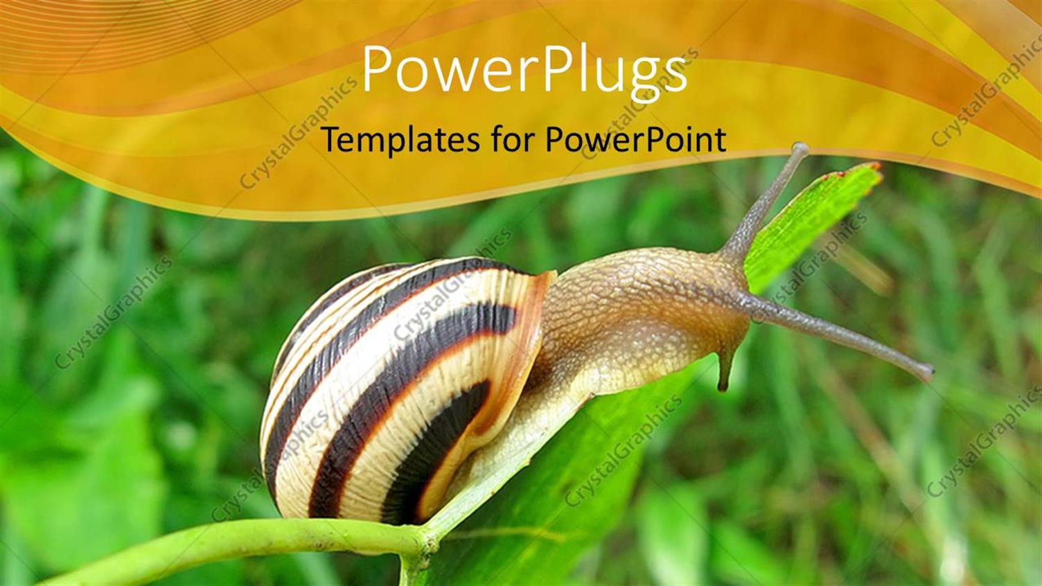 Premium Template for PowerPoint & Google Slides 