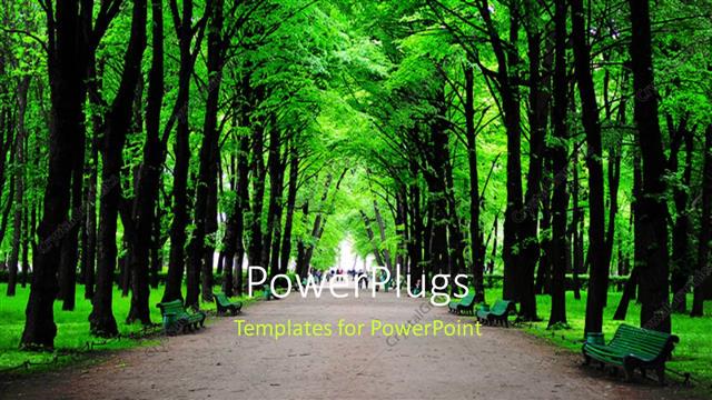  Presentation with forest - Forest with huge green trees and benches