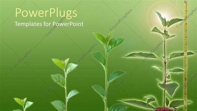  Presentation with growing - Four growing grren plants on a green colored backround