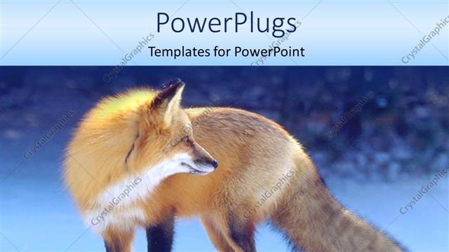  Presentation with fox - A fox with ice in the background and place for text