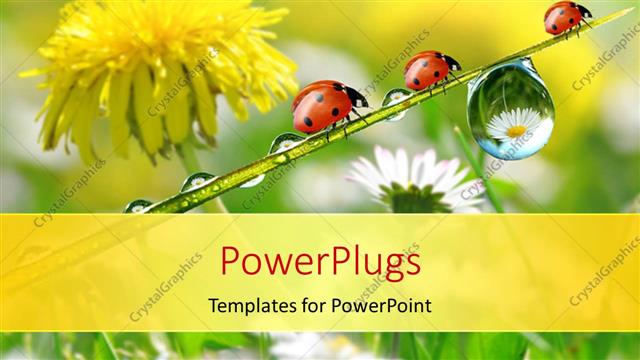  Presentation with dew - Fresh flowers with morning dew and ladybird depicting nature