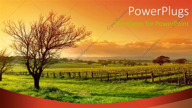  Presentation with vineyard - Fresh green vineyard and trees with wooden fence at sunrise