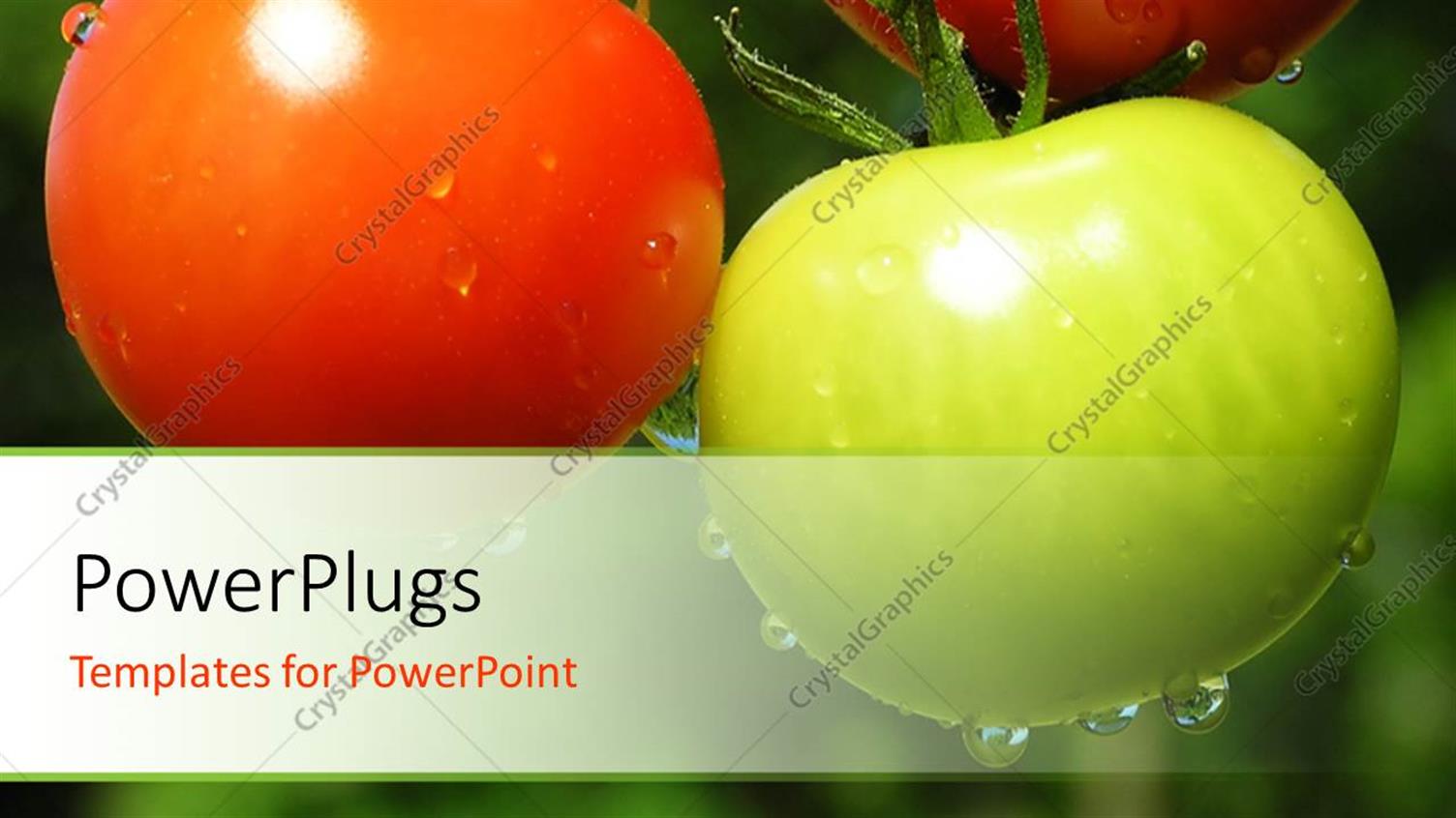 Premium Template for PowerPoint & Google Slides 