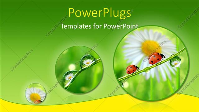  Presentation with green morning - Fresh morning dew and ladybird over green and yellow background depicting nature