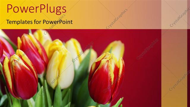  Presentation with tulips - Fresh red and yellow tulips in bouquet over red background
