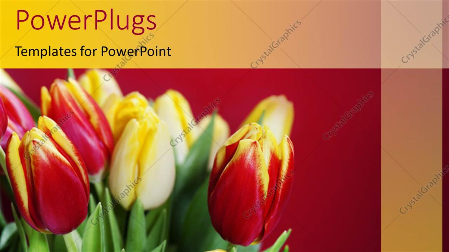Featuring Fresh Red and Yellow Tulips in Bouquet Over Red Background