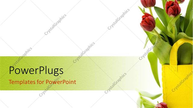  Presentation with tulips - Fresh tulips in yellow basket sitting on white background