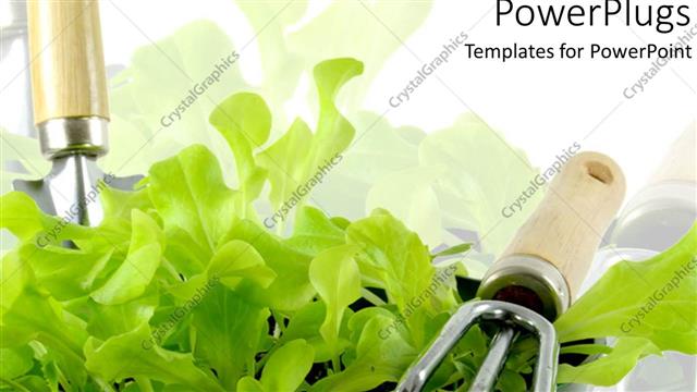  Presentation with home gardening - Fresh young green lettuce in dark green pot with gardening tools