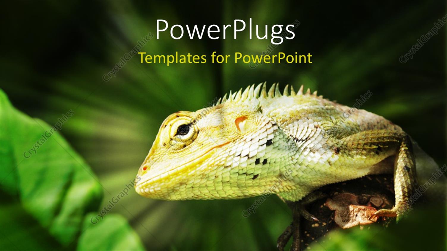 Premium Template for PowerPoint & Google Slides 
