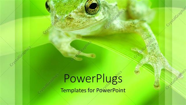  Presentation with frog - A frog on a leaf with green background