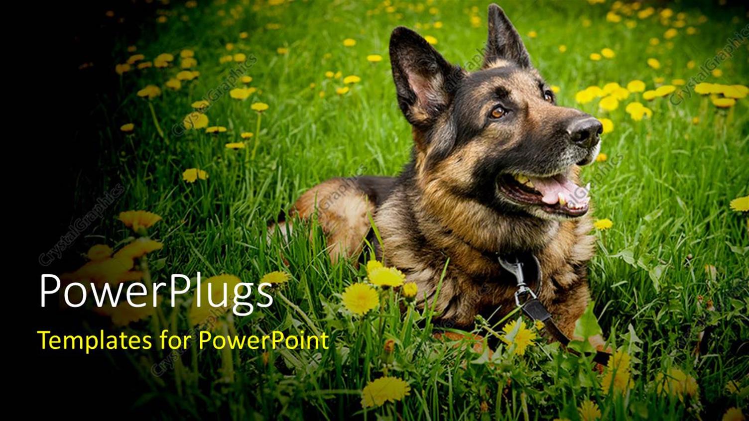 Premium Template for PowerPoint & Google Slides 