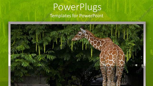  Presentation with leaves - Giraffe eating leaves from a tree