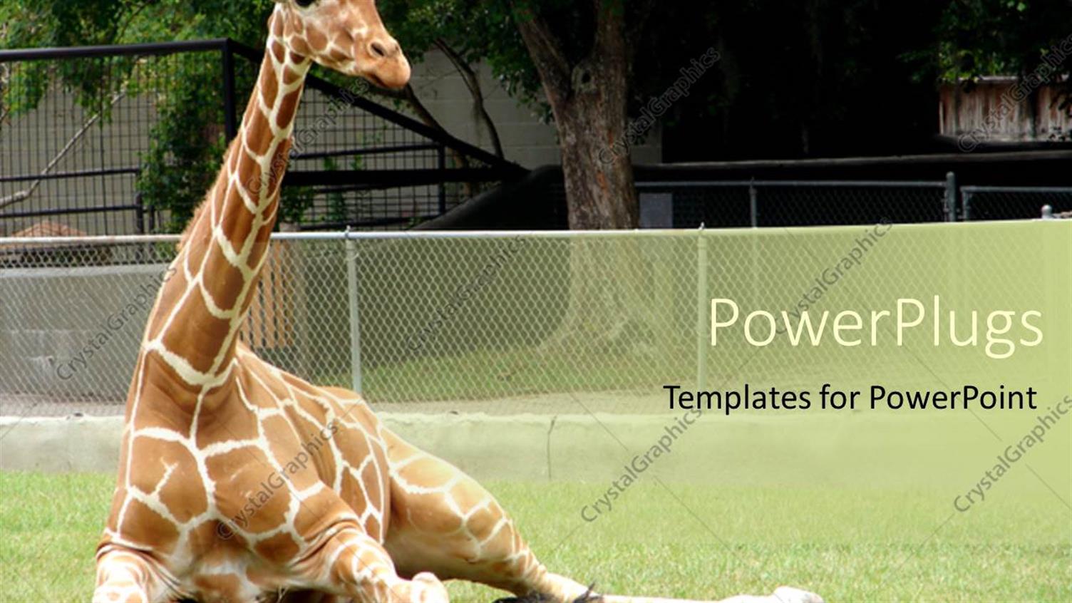 Premium Template for PowerPoint & Google Slides 