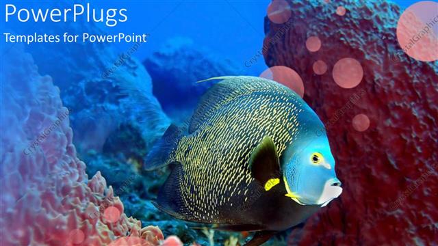  Presentation with coral reef - Glowing fish swimming over coral reef in water setting